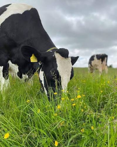 We are actively positioning ourselves as a strategic research partner within the beef sector, investing in scientific inquiry, technological advancement, and continuous improvement. By collaborating with academic institutions, industry experts, and forward-thinking producers, we strive to unlock new insights that enhance productivity, animal welfare, product quality, and environmental stewardship.